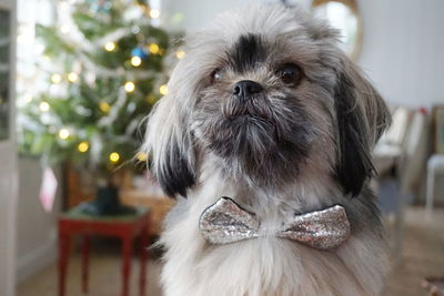 Close-up of dog wearing bow tie at home