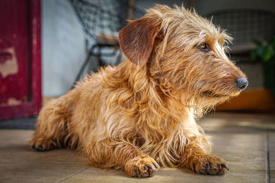 Close-up of a dog looking away