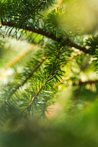 Close-up of pine tree branch in forest