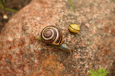 Close-up of snail