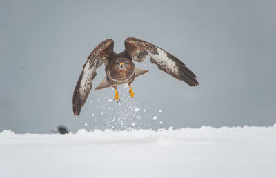Bird flying over a snow