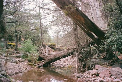 Plants and trees by stream in forest