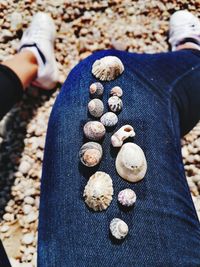 Low section of person holding shells