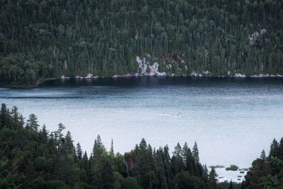 Scenic view of trees against sky