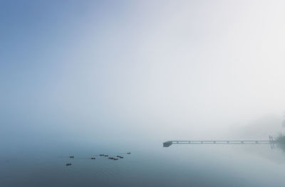 Birds flying over lake against sky