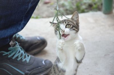 Low section of man with cat