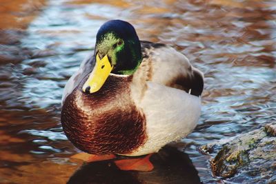 Close-up of duck swimming in lake