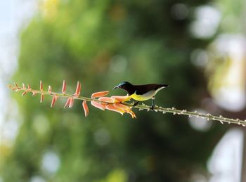 Close-up of bird on flower