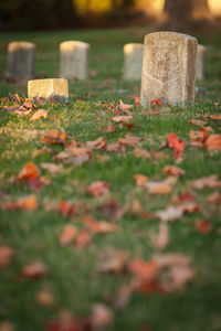 Plants growing in cemetery