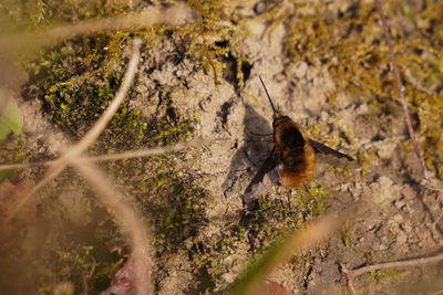 High angle view of insect on land