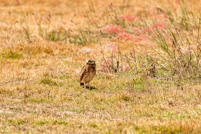 Owl on the field