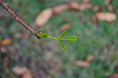 Close-up of plant