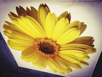 Close-up of yellow flowers