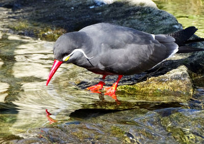 Close-up of tern in river on sunny day