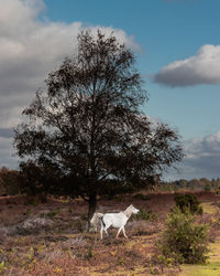 Horse standing in a field