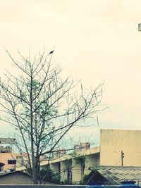 Bare trees with buildings in background