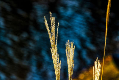 Low angle view of stalks against the sky