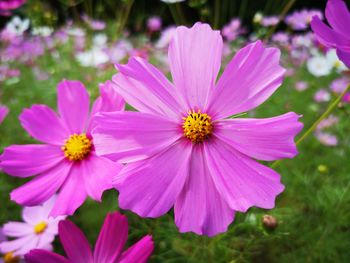 Close-up of pink cosmos flower