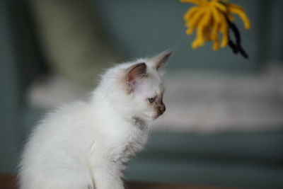 Close-up of cat looking away