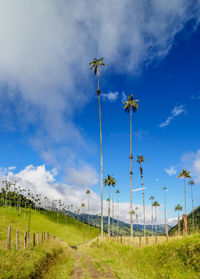 Low angle view of wind turbines on field against sky