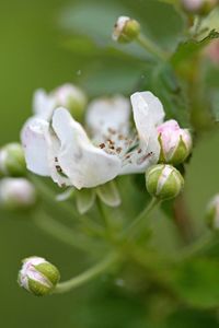 Close-up of flower blooming outdoors