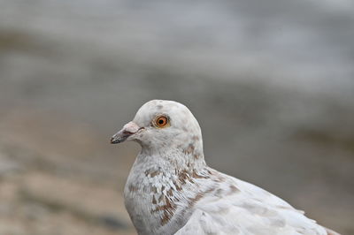 Close-up of bird