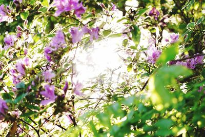 Low angle view of purple flowers on tree