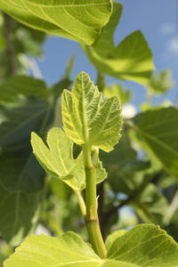 Close-up of fresh green leaves