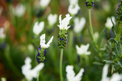 Close-up of white flowering plant