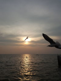 Seagull flying over sea against sky