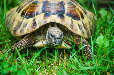 Close-up of turtle in grass