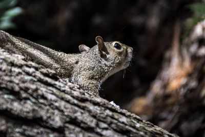 Close-up side view of squirrel on branch