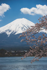 Scenic view of tree by mountain against sky