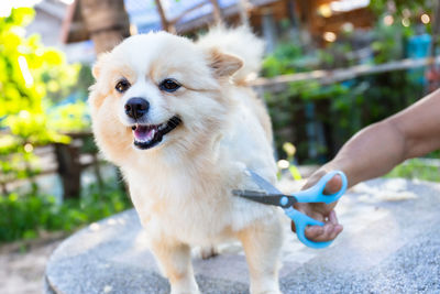 Full length of dog sticking out tongue