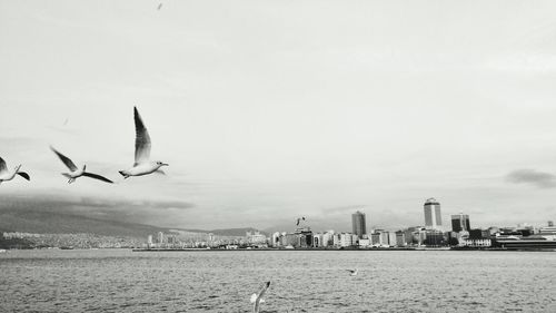 Seagulls flying over river in city