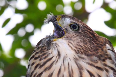 Close-up of cooper hawk with mouth open