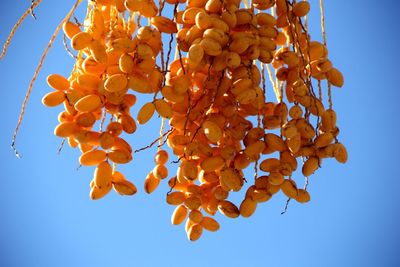 Low angle view of orange flowering plant against clear blue sky