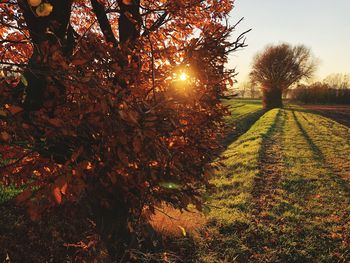 Trees on field against sky during sunset