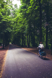 Road passing through trees