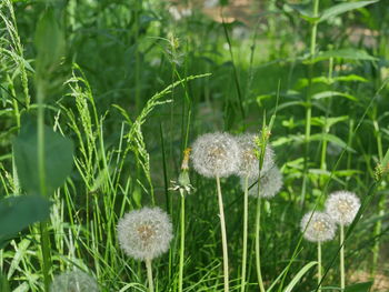 Close-up of dandelion on field