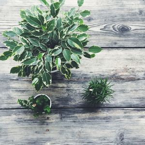 Close-up of potted plant on table