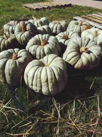 High angle view of pumpkins on field