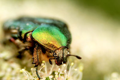 Close-up of insect on flower