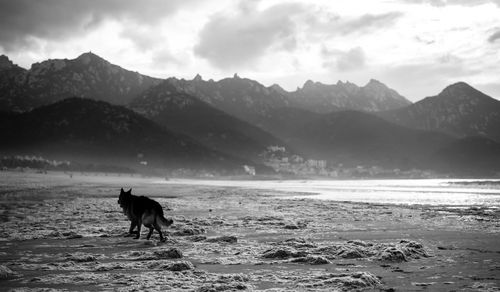 Dog on mountain by sea against sky