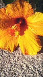 Close-up of yellow hibiscus blooming outdoors