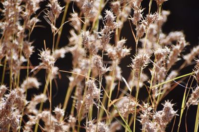 Full frame shot of flowering plants