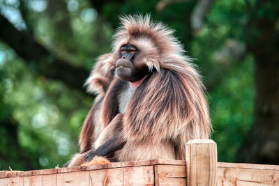 Gelada monkeys of the wild place project