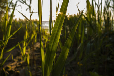 Close-up of crops growing on field against sky