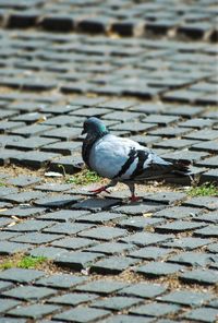 Close-up of bird perching on water