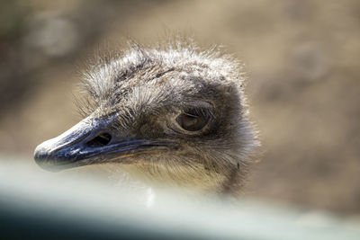 Close-up of a bird